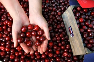 cerezasypicotasdelvalledeljerte